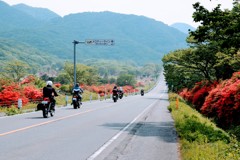 ツツジの街道
