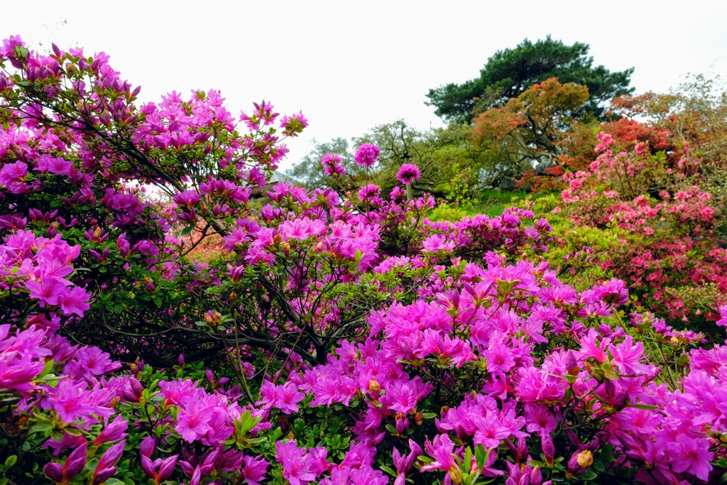 つつじが岡公園⑦