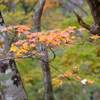 赤城山紅葉⑧