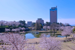 満開の前橋公園②