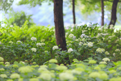 荻窪公園②