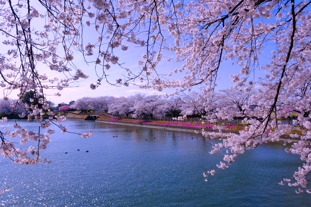 桜風景③