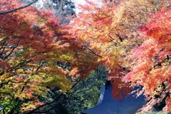 伊香保水澤の紅葉①