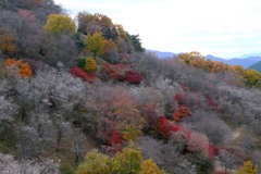 桜山公園③