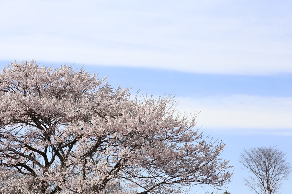 日本のこころ②