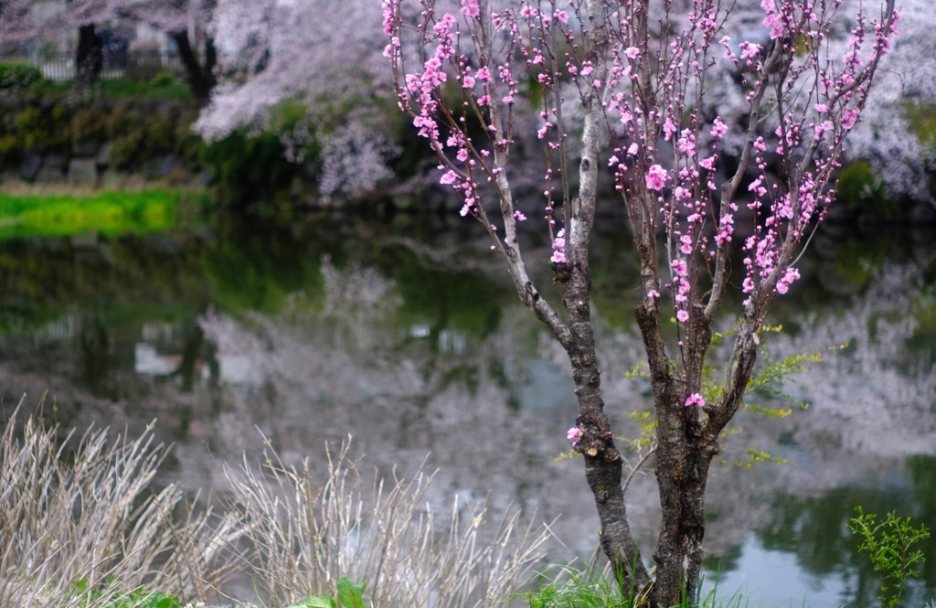 花桃