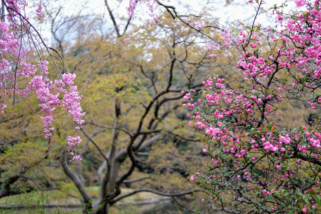 ピンクと桃色？