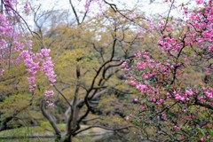 ピンクと桃色？