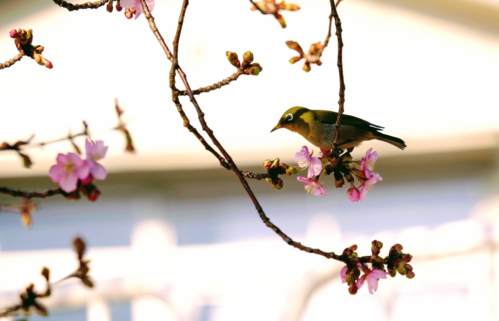 河津桜とメジロ