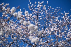 散歩コースの春④
