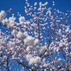散歩コースの春④