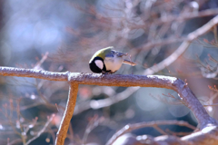 シジュウカラ