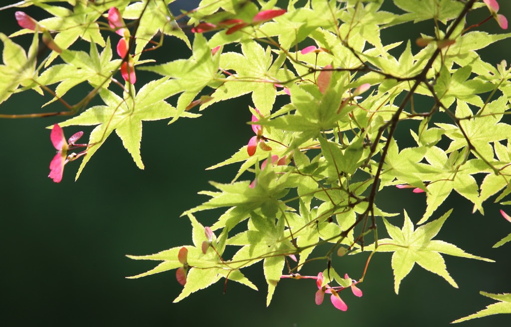 もみじの花①