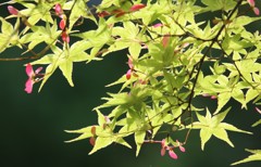 もみじの花①