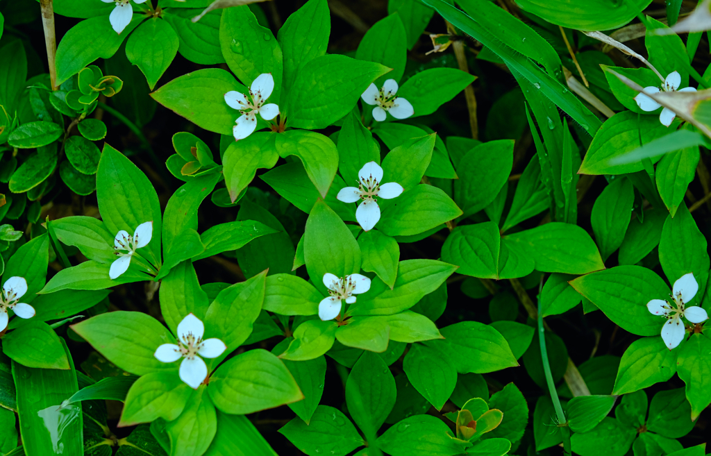 登山道の花③