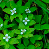 登山道の花③