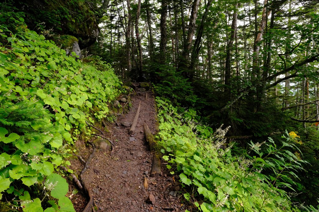 日光白根山登山道にて③
