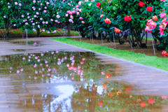雨のばら園②