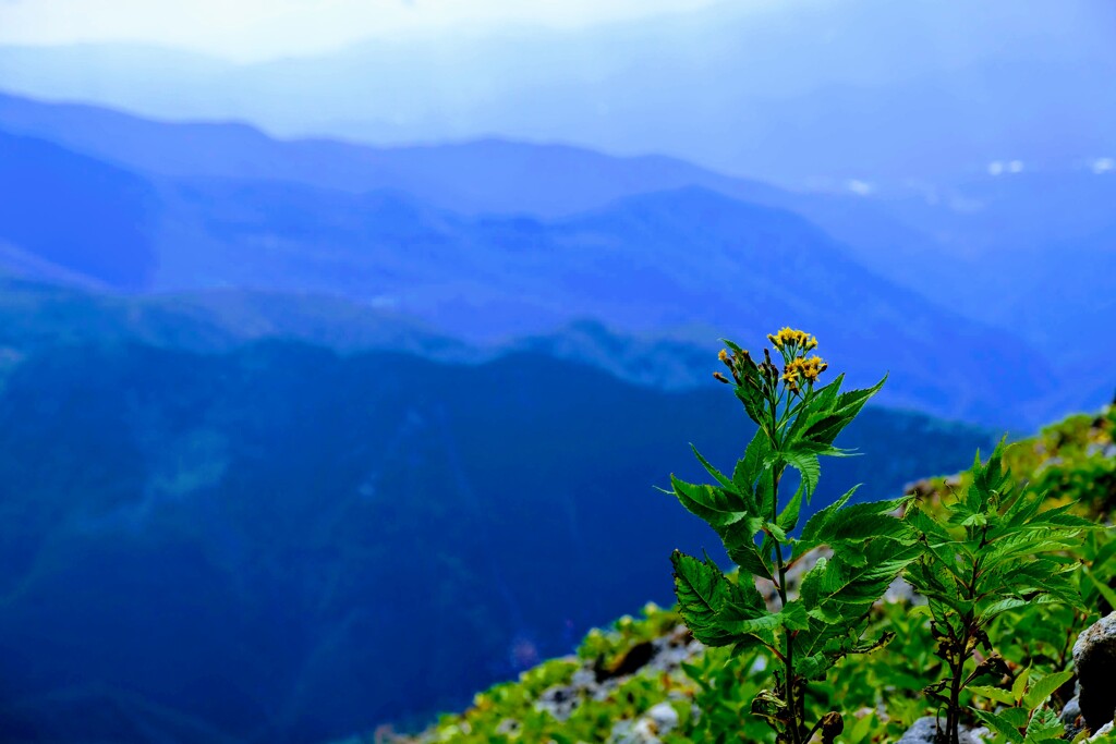 高山に咲く