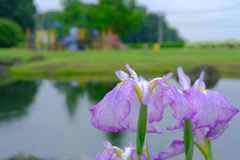 菖蒲