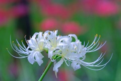 曼珠沙華②