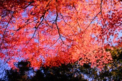榛名湖の紅葉④
