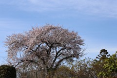 日本のこころ③