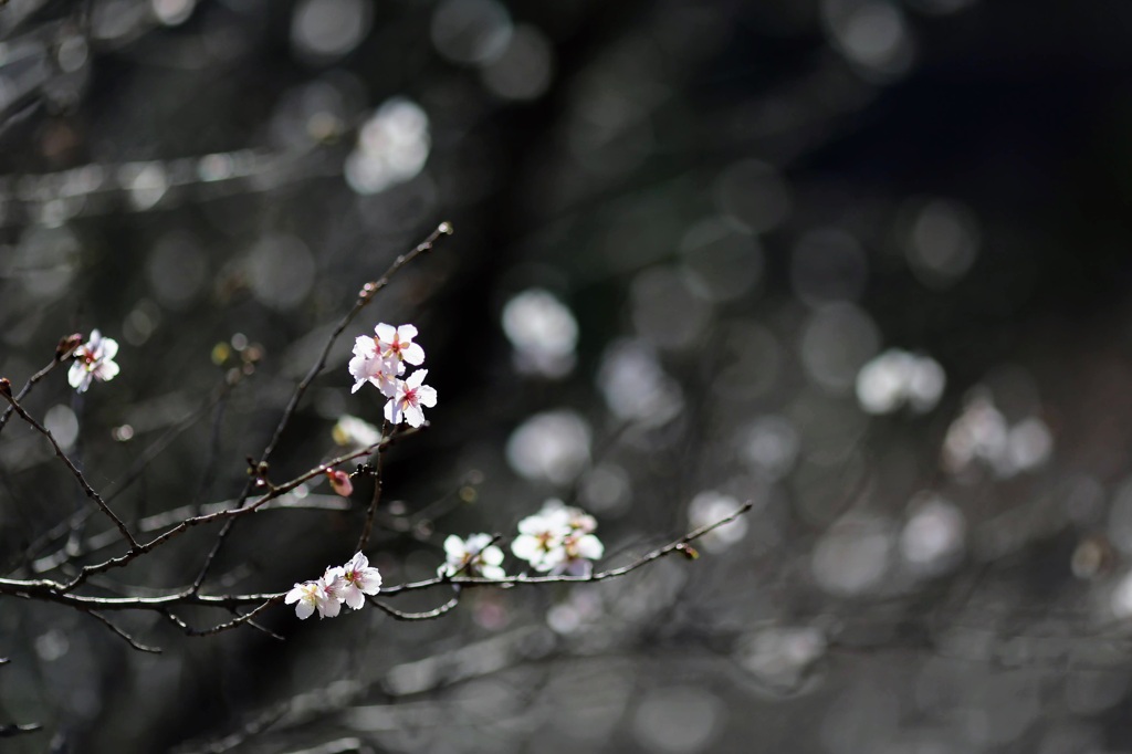 桜山公園④