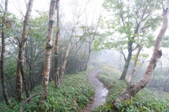 雨の登山道