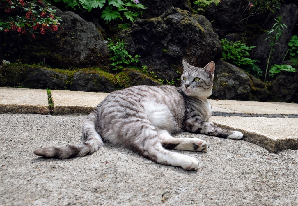 草津温泉のまねき猫君