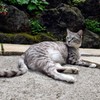 草津温泉のまねき猫君