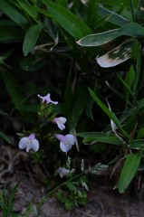 わたしも撮って！