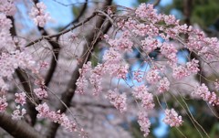 しだれ桜