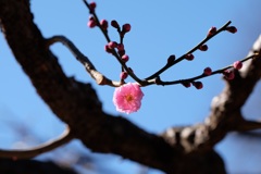 敷島の紅梅②