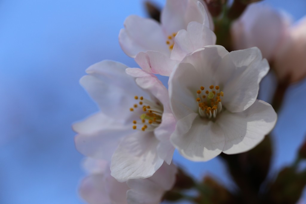 ソメイヨシノ②