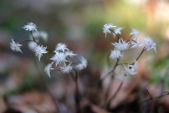 春の野草①