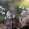 春の野草①