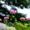 紫陽花④