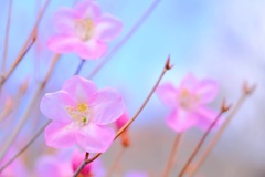赤城山のアカヤシオ④