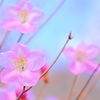 赤城山のアカヤシオ④