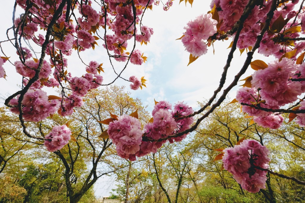 八重桜②