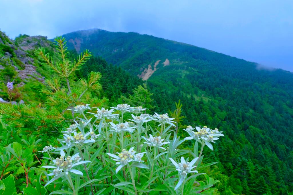 四阿山①