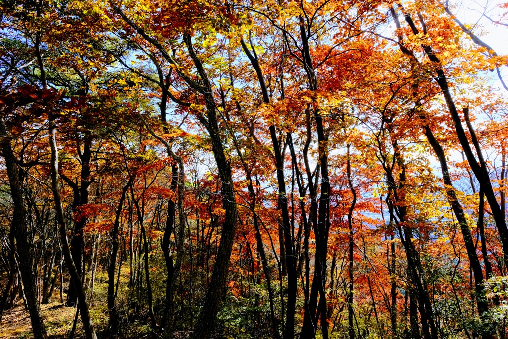 子持山紅葉①