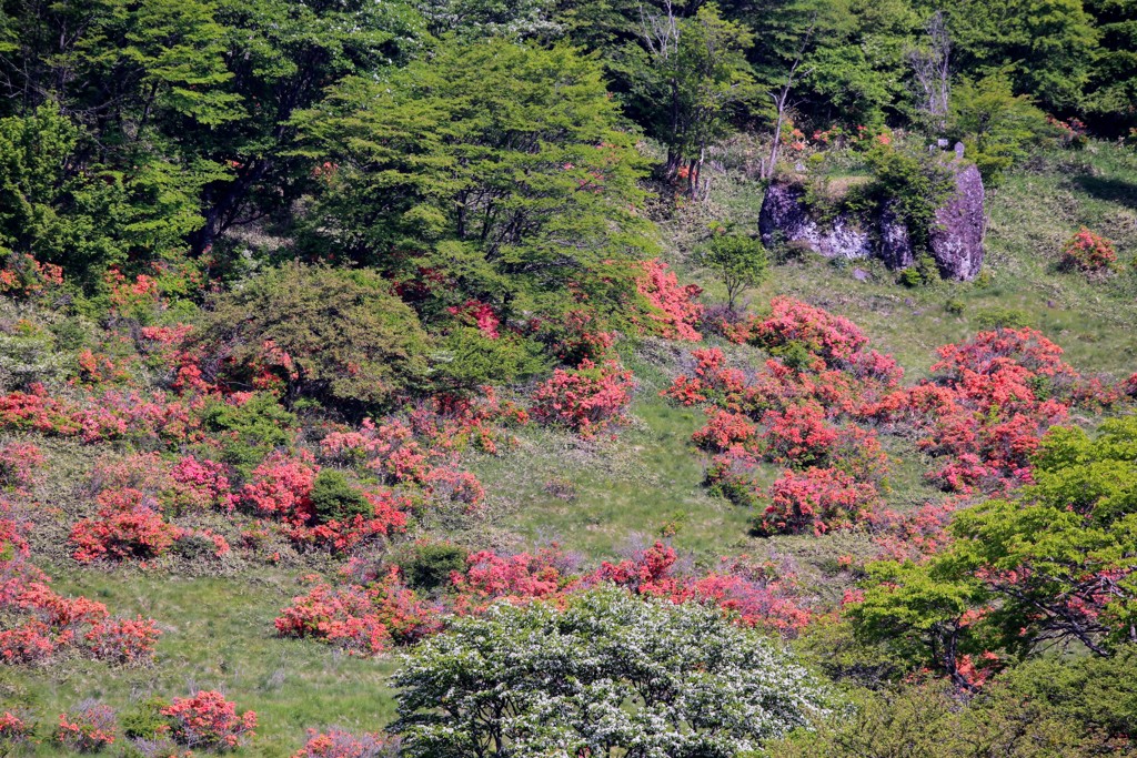 赤城山のレンゲツツジ⑤