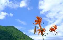 晩夏