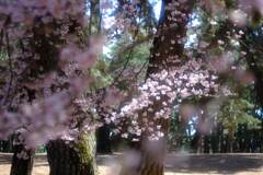 敷島公園の桜②