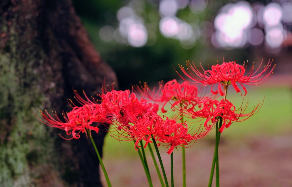曼珠沙華⑤