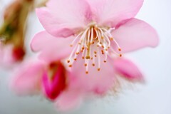 河津桜②
