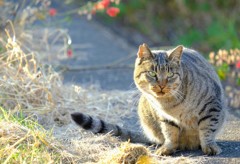 野生