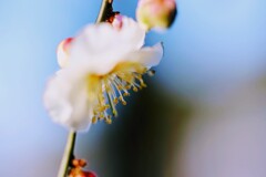 白梅